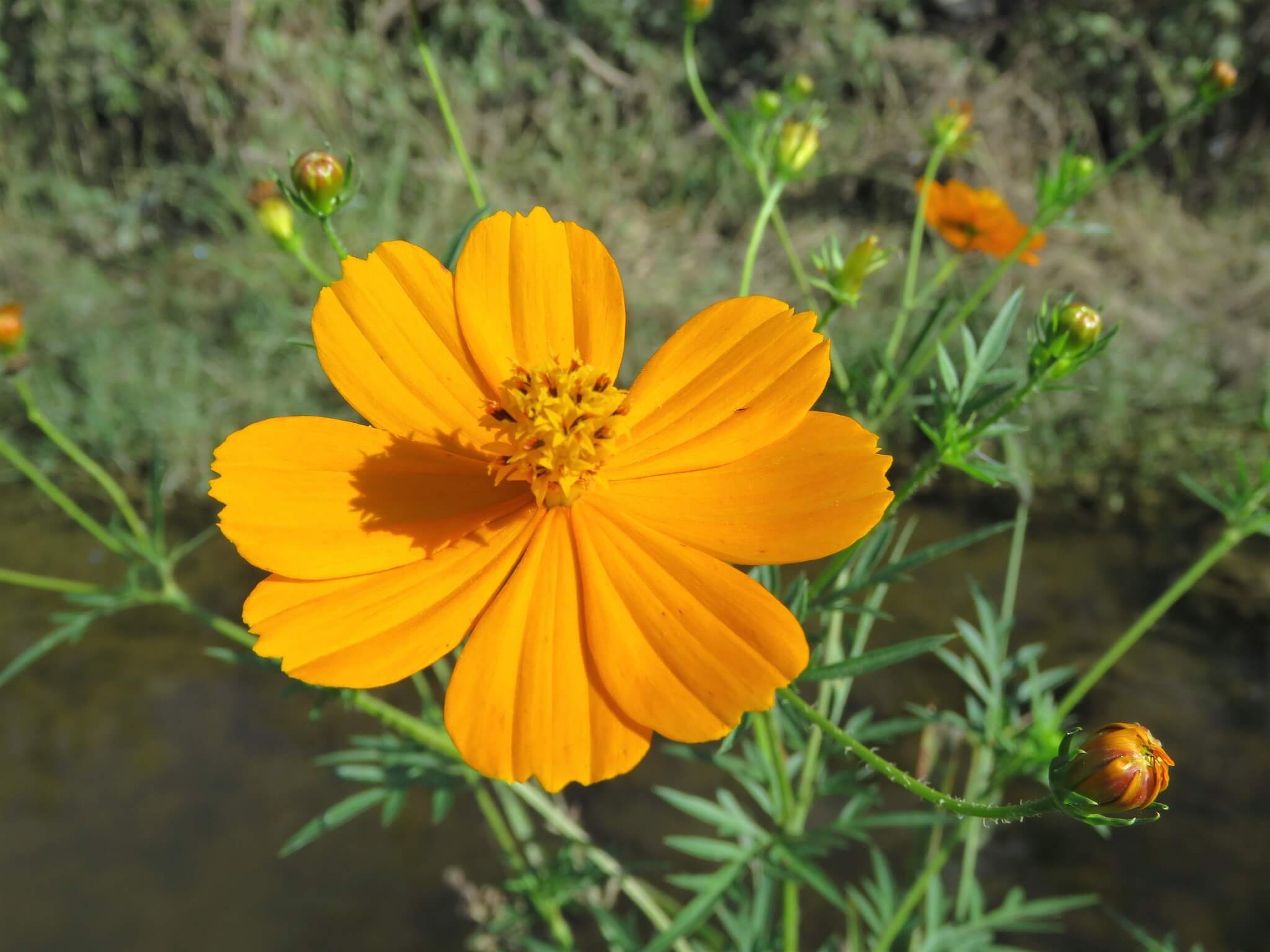 Cosmos sulphureus